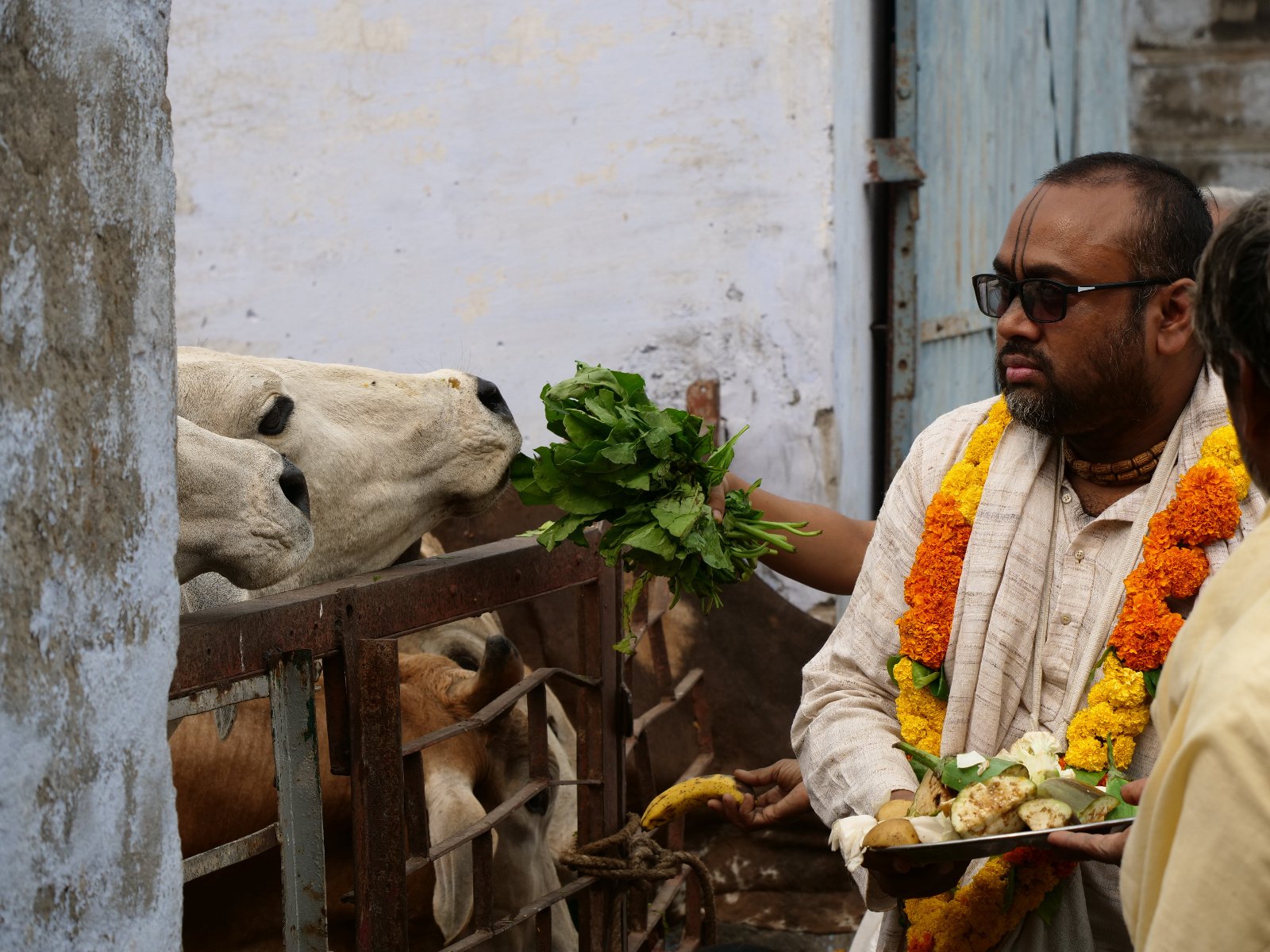  252 Gopashtami Radha kunda Govardhan 19.11.04